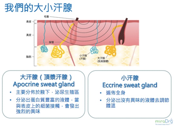 汗腺，腋下多汗，高雄狐臭多汗。達特楊美學診所，清新微波miraDry微波熱能止汗術